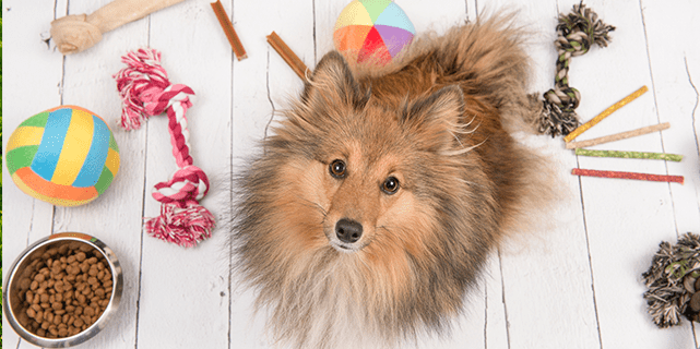 Dog looking at camera with toys around