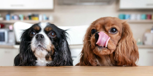 Two dogs looking up at table waiting for food
