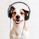 Dog listening to blogcast.