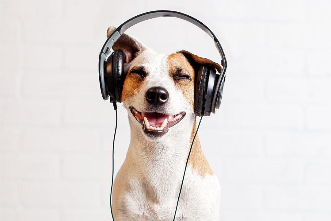Dog listening to blogcast.