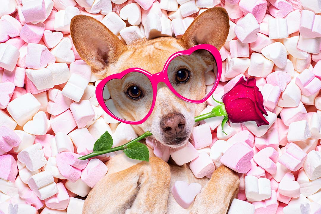 Valentines Day Dog. Is Your Pet Your Valentine? Don't spend Valentine's Day alone, spend it with your pet.